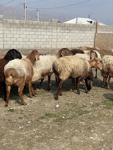 ктрижка овец: Продаю | Овца (самка) | Для разведения | Матка — 6