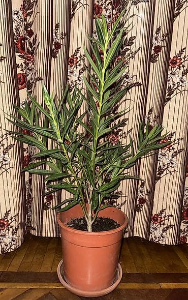 орхидея сколько стоит: Олеандр, высота с горшком 80см, без горшка 65см Отдам окончательно за — 1