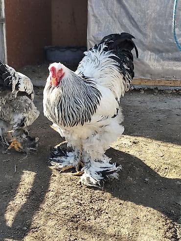 британская голубая кошка: Продаю | Петух | Брама, Кохинхин | Для разведения — 1