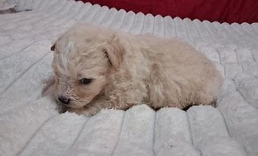 Собаки: Пудель, 1 месяц, Самец — 5