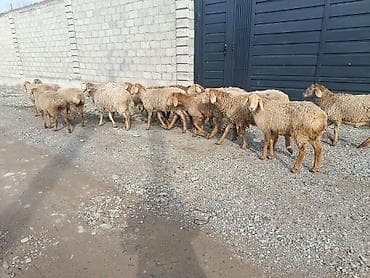 кой соебуз: Продаю | Овца (самка) | На забой | Матка — 3