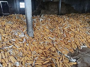 пшеница озимая: Кукуруза — 3