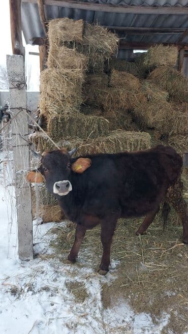 порода тоок: Сатам | Кунаажын | Алатоолук | Көбөйтүү үчүн | Төл болгон жок, Байланган — 1