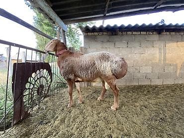 ветеринарный паспорт: Продаю | Баран (самец) | Арашан | Для разведения | Племенные, Осеменитель — 1