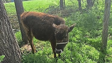 продам фокстерьера: Продаю | Тёлка | На откорм | Привязанные — 4