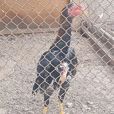 сухой смеси: Продаю | Индюшата | Бройлерная | На забой | Племенные — 2