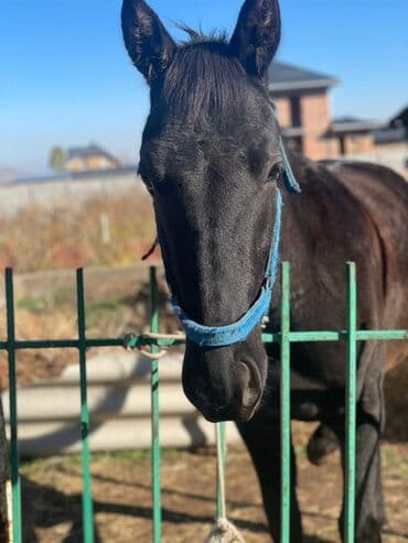 домик для кошки на улицу: Продаю | Жеребенок | Рабочий — 6