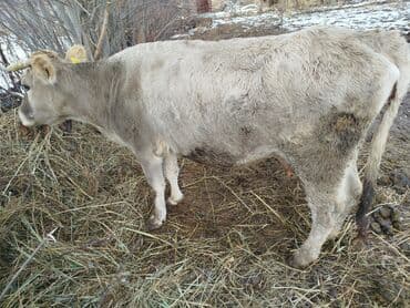 мин булак: Сатам | Музоо | Сүт алуу үчүн | Музоологондон кийин — 8