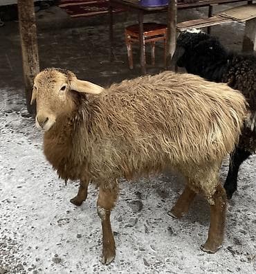 ыссык куле: Сатам | Ургаачы кой (ургаачы), Кочкор (эркек) — 6