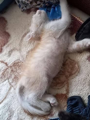 Отдам котят в добрые руки. мальчики 1,5 месячные. к лотку приучены at lalafo.kg Отдам котят в добрые руки. мальчики 1,5 месячные. к лотку приучены