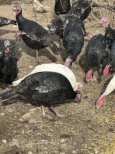 Черный принц