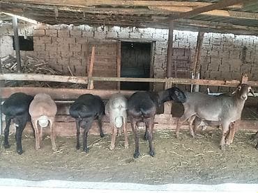 big 6: Продаю | Овца (самка) | Для разведения | Матка — 1