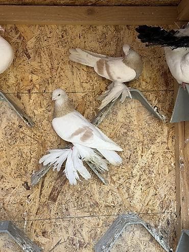 попугай кара балта: Продаются тасманы с греблей, не гоняем, но голуби игровые, есть и — 1