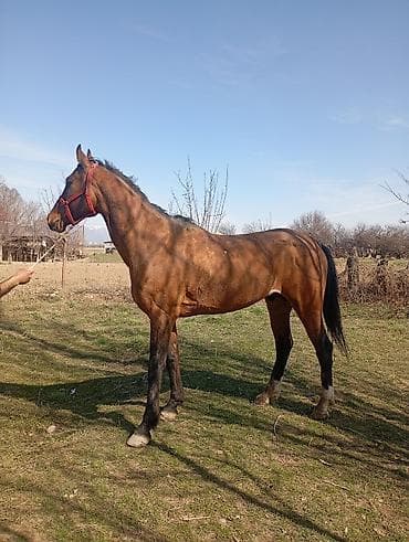 арабский конь: Продаю | Конь (самец) | Полукровка | Конный спорт — 4