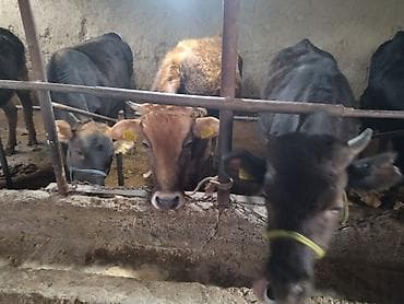 конный завод донской продажа лошадей: Продаю | Тёлка | На забой — 4