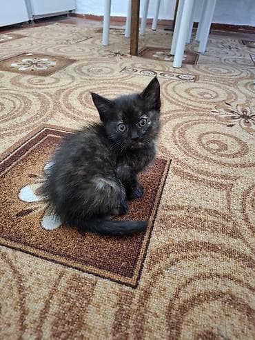 Отдаём котёнка в хорошие руки . Игручий, к лотку приучен, кушает все