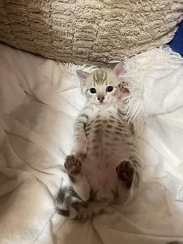 Мышыктар: Бенгальские котята — маленькие леопарды у вас дома Породистые, мама и — 1