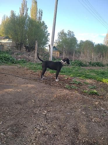 аргентинский дог: Амстафф, Более 5 лет, Самец — 6