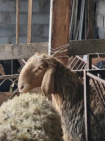 алабай итер: Продаю | Баран (самец) | Арашан | Для разведения | Племенные — 1