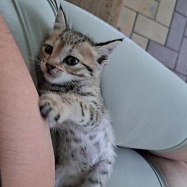 Мышыктар: Котёнок тигрового окраса - Полосатый короткошёрстный котёнок с — 6