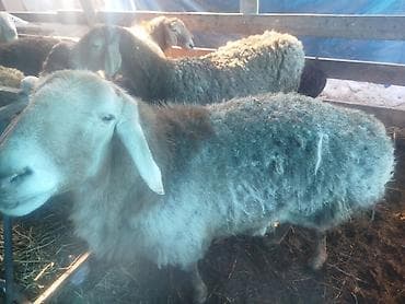 Грызуны: Продаю | Баран (самец) | Полукровка | Для разведения — 1