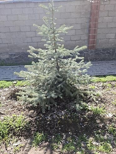 купить семена голубой ели: Ель колючая (Picea pungens), серебристая форма - Тип: декоративное — 4