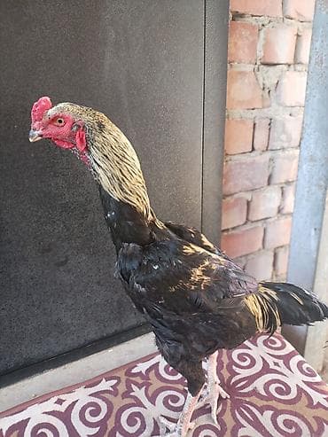 утки мандаринки: Продаю | Инкубационные яйца | Бойцовая, Дакан | Для разведения — 4