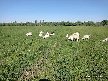 ft: Морской сухогрузный контейнер 40 футов (High Cube не указан, визуально — 3