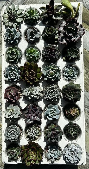 Текстиль: Продаю суккуленты: эхеверии, седумы, крассулы, эониумы алоэ — 1