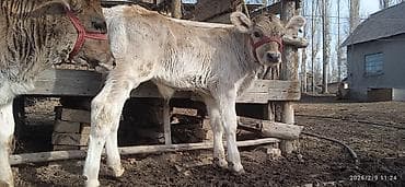 продаю теленок: Продаю | Музоо, торпок | Полукровка | На откорм | Осеменитель — 2