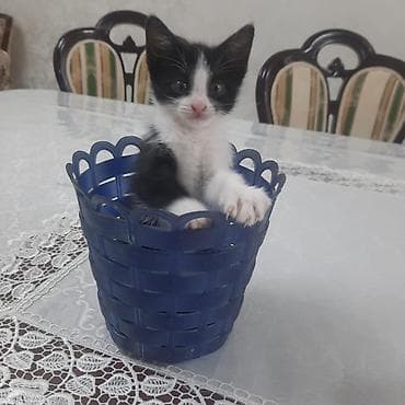 котят купить: Котята — домашние любимцы - Два очаровательных короткошерстных — 3