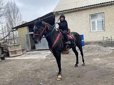 Аквариумдар: Сатам | Тай | Көбөйтүү үчүн — 10