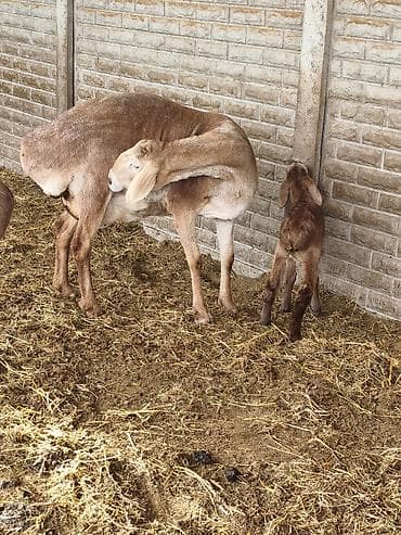 беркут птица: Продаю | Овца (самка) | Для разведения | Матка — 1