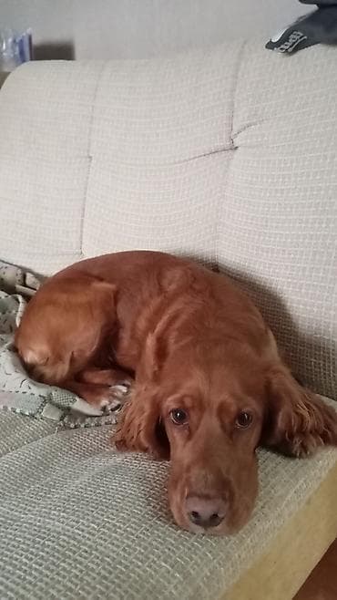 d cat: Порода: собака среднего размера, тип внешности — спаниель (рыжий — 1