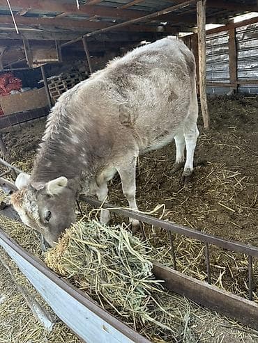 куры жерси: Продаю | Корова (самка) | Для молока | Нетель — 1