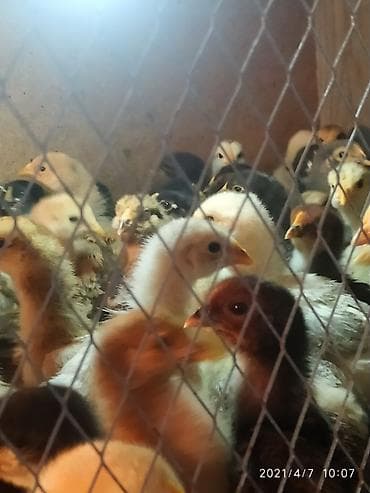 куры марьям бишкек: Продаю | Цыплята | Полубрама | Для разведения — 9