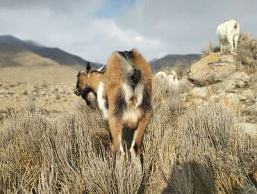 клетка для крысы: Продаю | Козёл (самец) | Для разведения | Племенные — 4