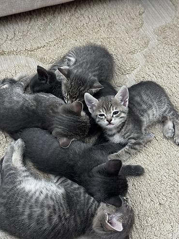 кошки сиамские: Отдам бесплатно, только в добрые руки. Остался только один котенок - — 1