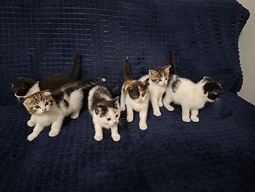 кошеи: Котята с короткими ушами (складчатого типа), помет из нескольких — 2