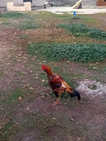 собака коли: Продаю | Петух | Домашняя | Для разведения — 4