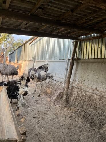 домик для кроликов: Продаю страусов — 9