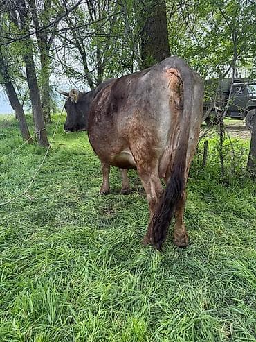 купить кукуруза: Продаю | Корова (самка) | Алатауская | Для молока | Привязанные — 2