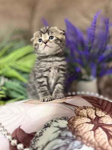 манчкин котенок купить: Шотландский вислоухий котёнок (Scottish Fold) - Полосатый окрас — 5