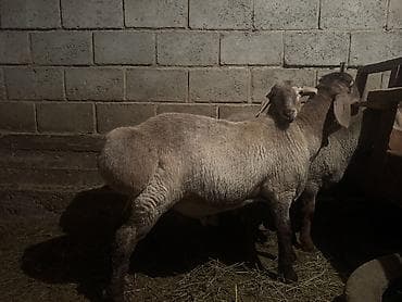 продажа собак в бишкеке: Продаю | Баран (самец) | На забой, Для разведения — 2