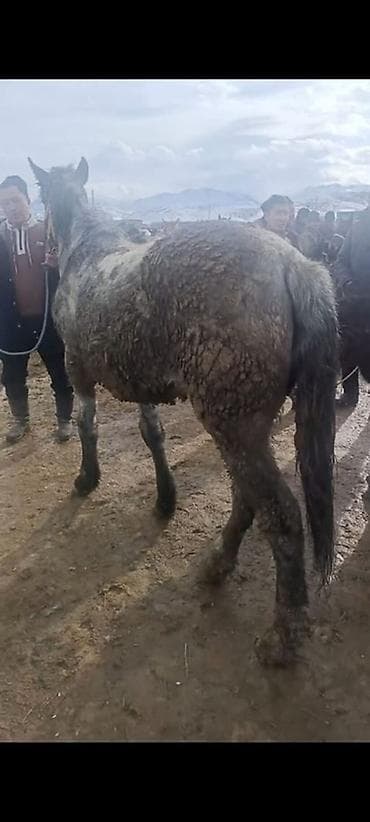 Услуги ветеринара: Продаю | Кобыла (самка) | Рабочий | Мерин — 2