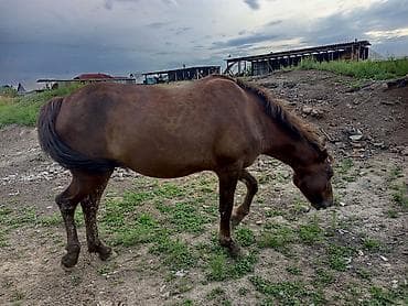 ат алам: Продаю | Кобыла (самка) | Дончак | Рабочий | Племенные — 7