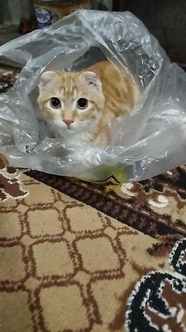 собаки в бишкеке: Шотландский вислоухий кот, окрас рыжий табби с белым. Крупные янтарные — 4