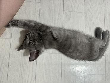 Животные: Отдаем котят МАЛЬЧИКИ 2 мес. К лотку приучены кушают сами . Привезти — 2