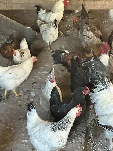 С/х животные и товары: Продаю | Куры, Петух | Полубрама, Домашняя, Кучинская | На забой, Для разведения, Несушки — 8