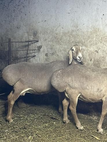 продаю бычка: Продаю | Овца (самка) | Эдильбаевская | Для разведения | Матка — 5